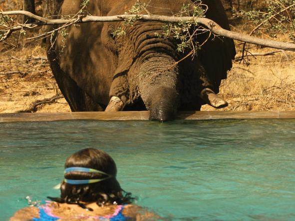 Tuningi Safari Lodge - Pool/Wildlife 